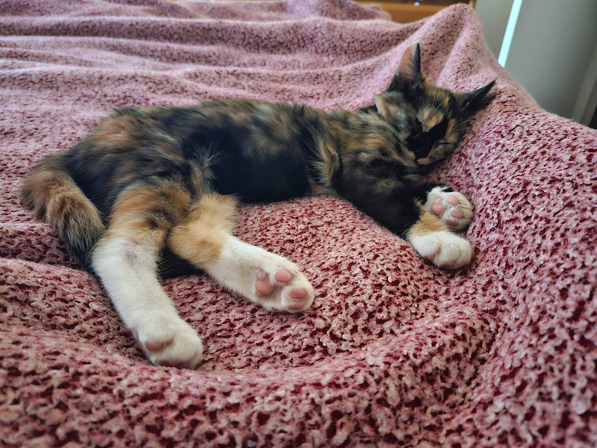 Brandi is registered to the contest to win money with this photo: carnivore, cat, cat_supply, claw, comfort, domestic_short_haired_cat, felidae, foot, fur, human_leg, linens, nap, paw, small_to_medium_sized_cats, snout, tail, terrestrial_animal, whiskers, woven_fabric