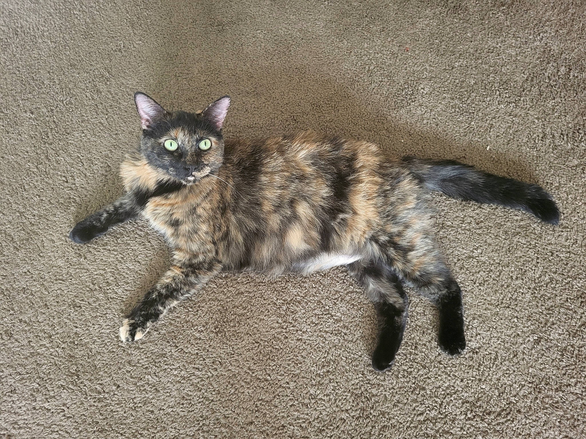 Charleigh Sons joined the competition — help win amazing prizes! carnivore, cat, claw, domestic_short_haired_cat, eye, fawn, felidae, fur, laperm, paw, small_to_medium_sized_cats, snout, soil, tail, terrestrial_animal, whiskers, wildlife