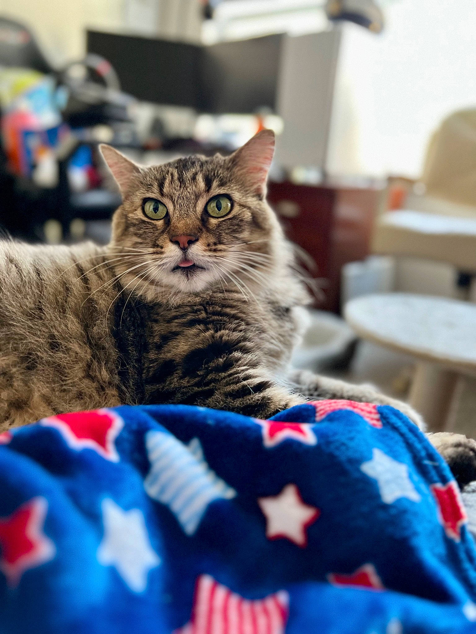 Saffron joined the competition — help win amazing prizes! carnivore, cat, chair, claw, comfort, domestic_short_haired_cat, electric_blue, felidae, fur, linens, pattern, paw, plaid, sitting, small_to_medium_sized_cats, snout, tree, whiskers, wildlife