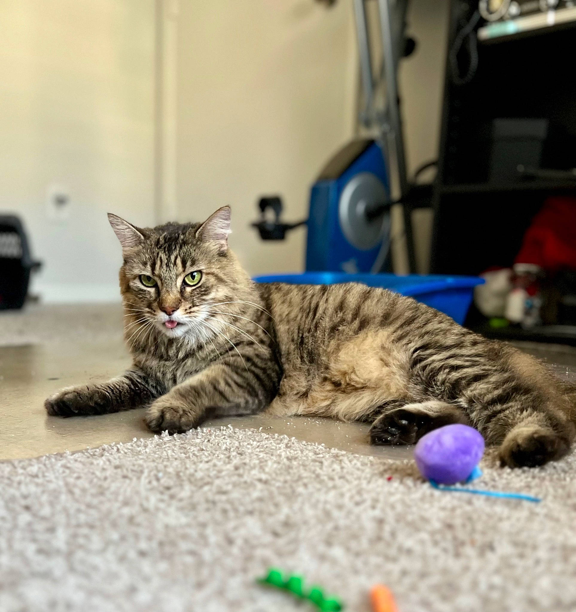 Saffron is registered to the contest to win money with this photo: carnivore, cat, cat_toy, claw, comfort, domestic_short_haired_cat, felidae, flooring, foot, fur, paw, sitting, small_to_medium_sized_cats, snout, tail, terrestrial_animal, whiskers, wildlife