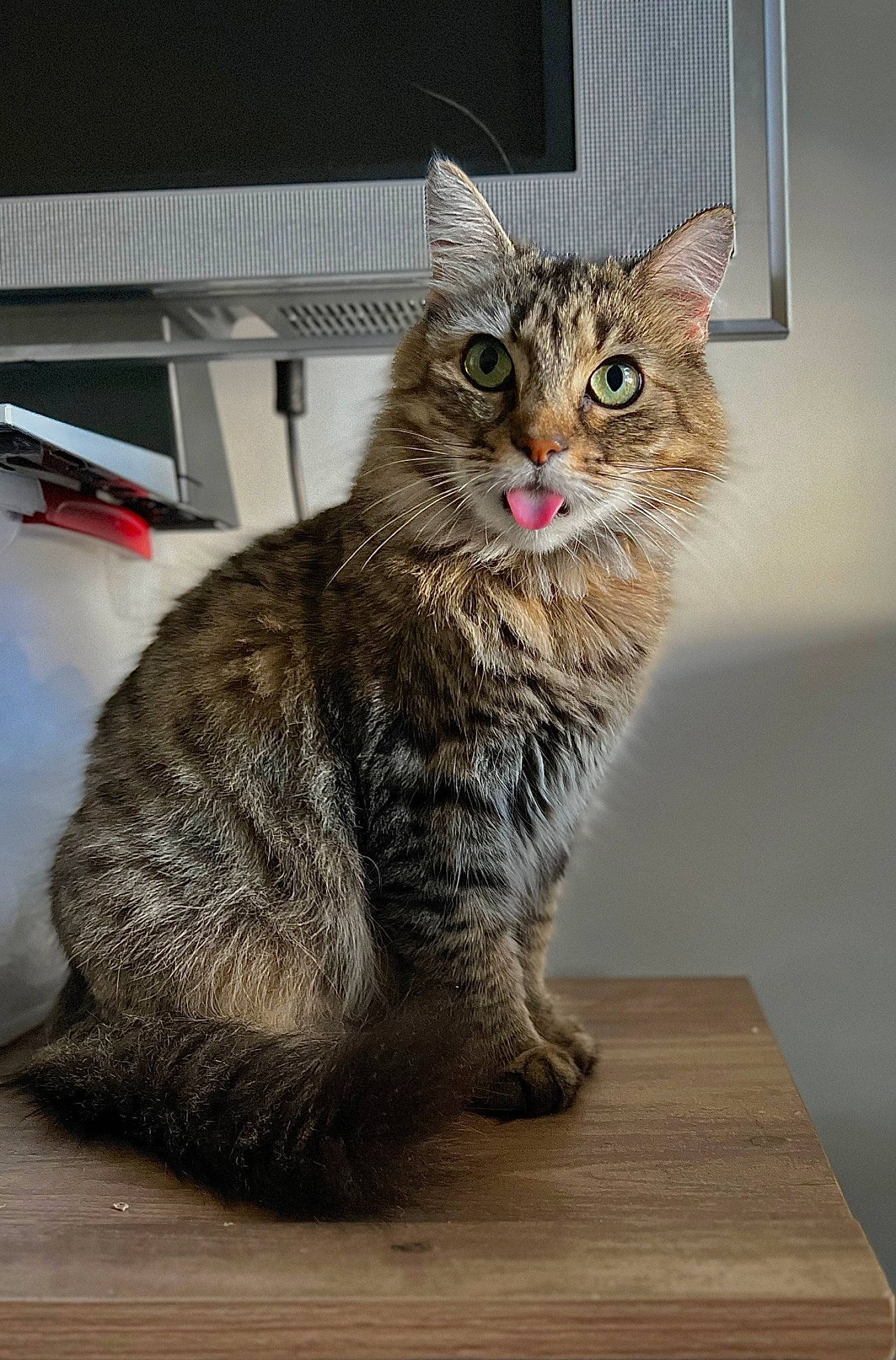 Saffron joined the competition — help win amazing prizes! box, carnivore, cat, claw, domestic_short_haired_cat, felidae, flooring, fur, hardwood, paw, plank, sitting, small_to_medium_sized_cats, snout, table, tail, terrestrial_animal, whiskers, wood