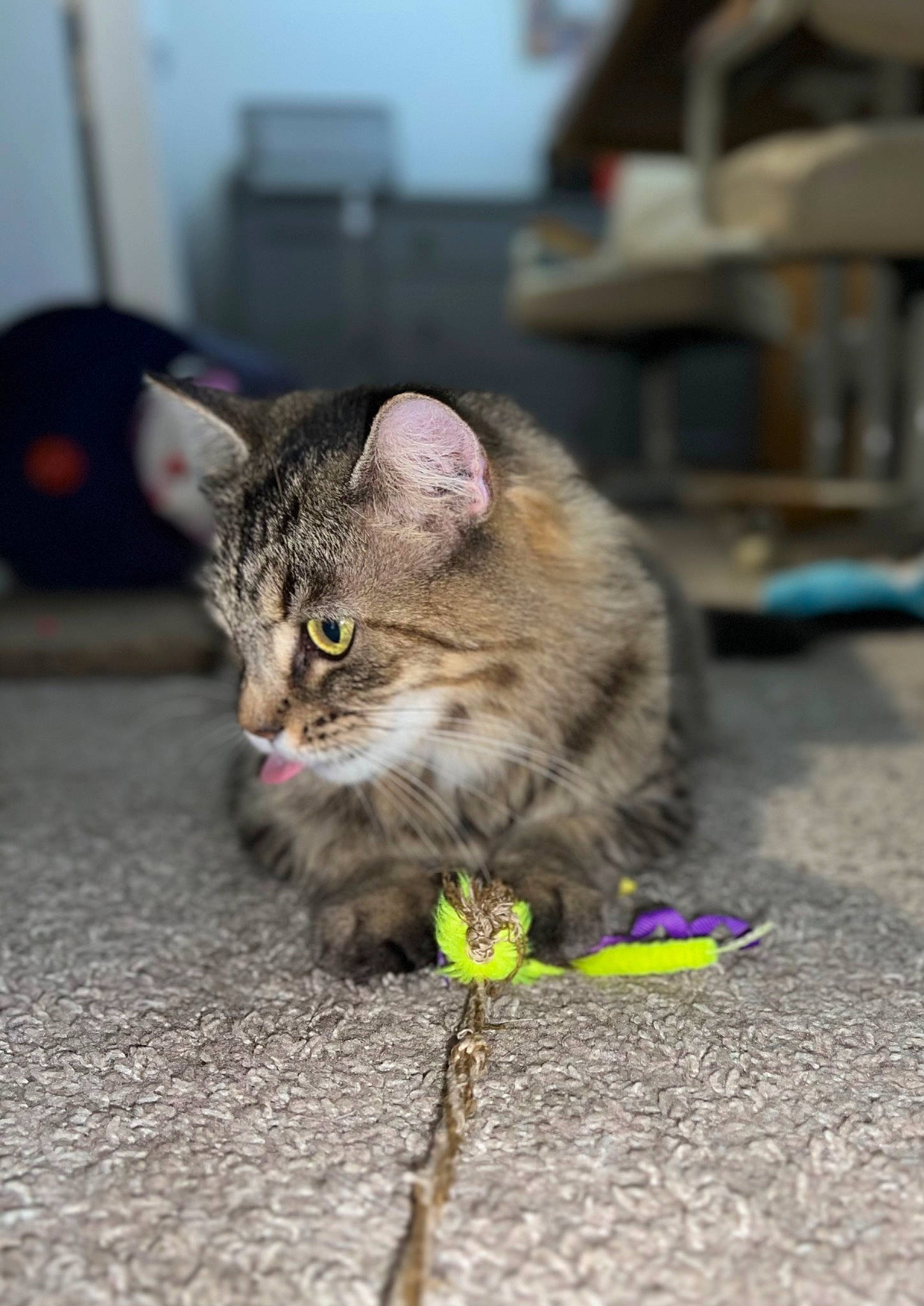 Saffron is registered to the contest to win money with this photo: asphalt, carnivore, cat, claw, domestic_short_haired_cat, felidae, fur, grey, paw, road_surface, sitting, small_to_medium_sized_cats, snout, tail, terrestrial_animal, whiskers, wildlife