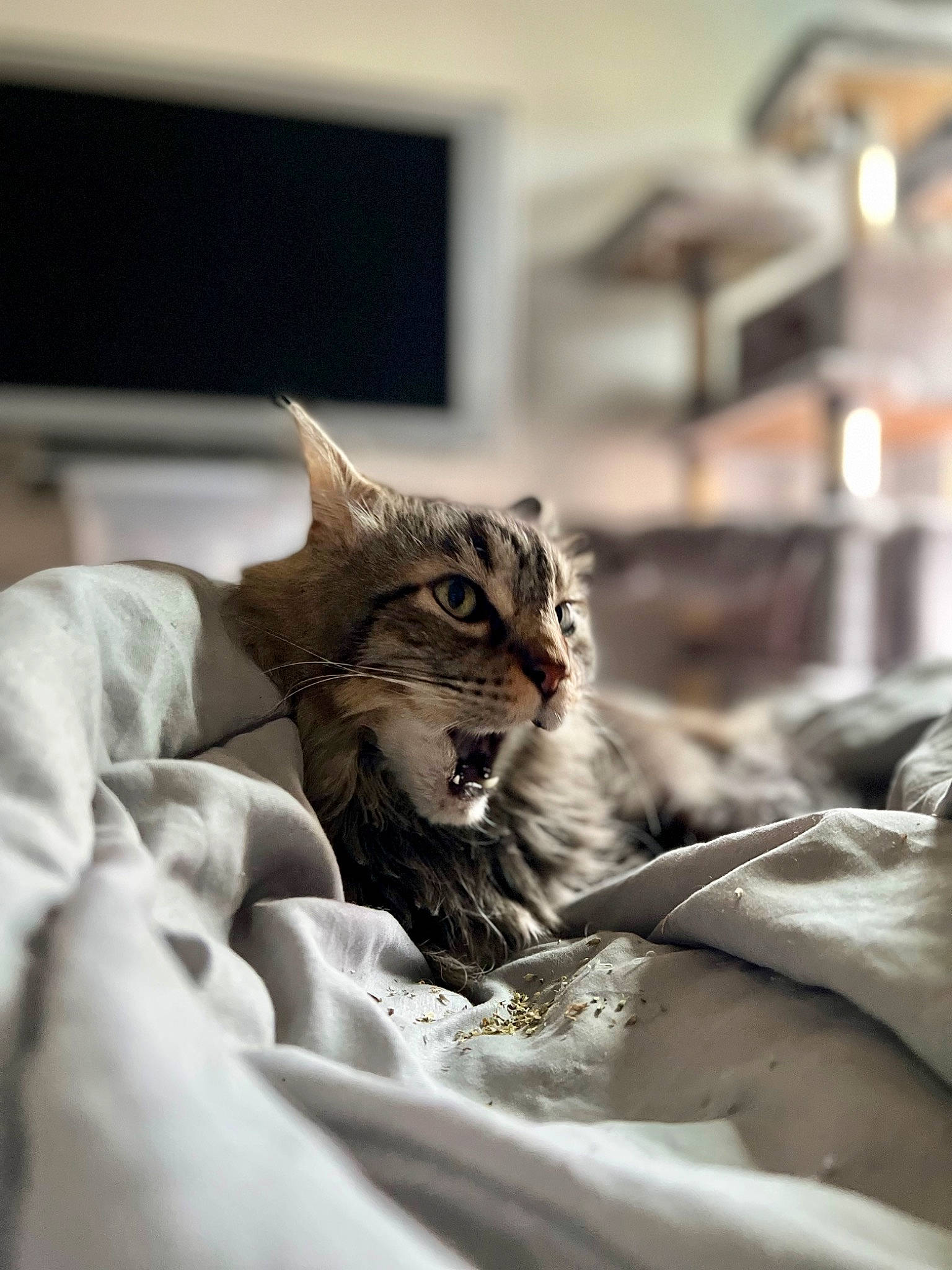 Henley is registered to the contest to win money with this photo: carnivore, cat, claw, comfort, domestic_short_haired_cat, fang, felidae, fur, grey, monochrome, monochrome_photography, paw, plant, room, small_to_medium_sized_cats, snout, terrestrial_animal, tree, whiskers, wildlife