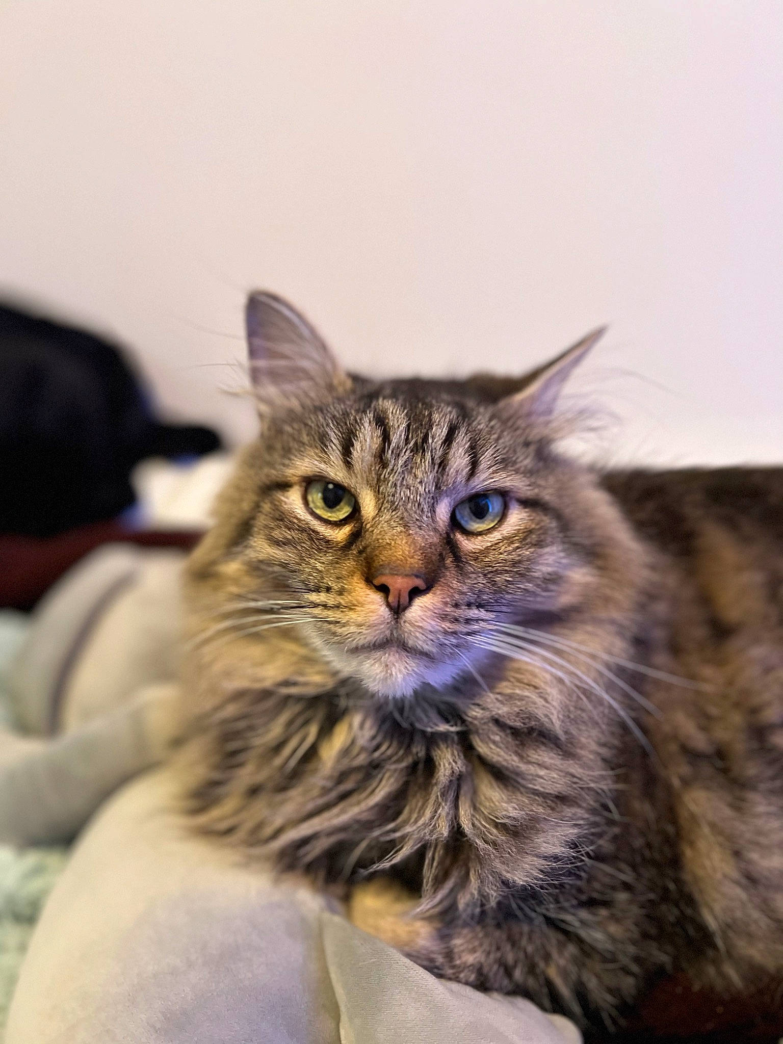Henley is registered to the contest to win money with this photo: carnivore, cat, claw, domestic_short_haired_cat, felidae, fur, maine_coon, small_to_medium_sized_cats, terrestrial_animal, whiskers