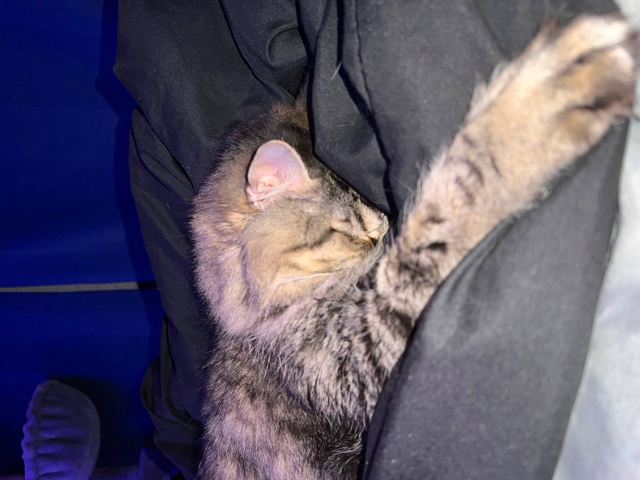 Henley is registered to the contest to win money with this photo: carnivore, cat, claw, comfort, domestic_short_haired_cat, electric_blue, felidae, fur, grey, nap, paw, sleep, small_to_medium_sized_cats, snout, tail, whiskers