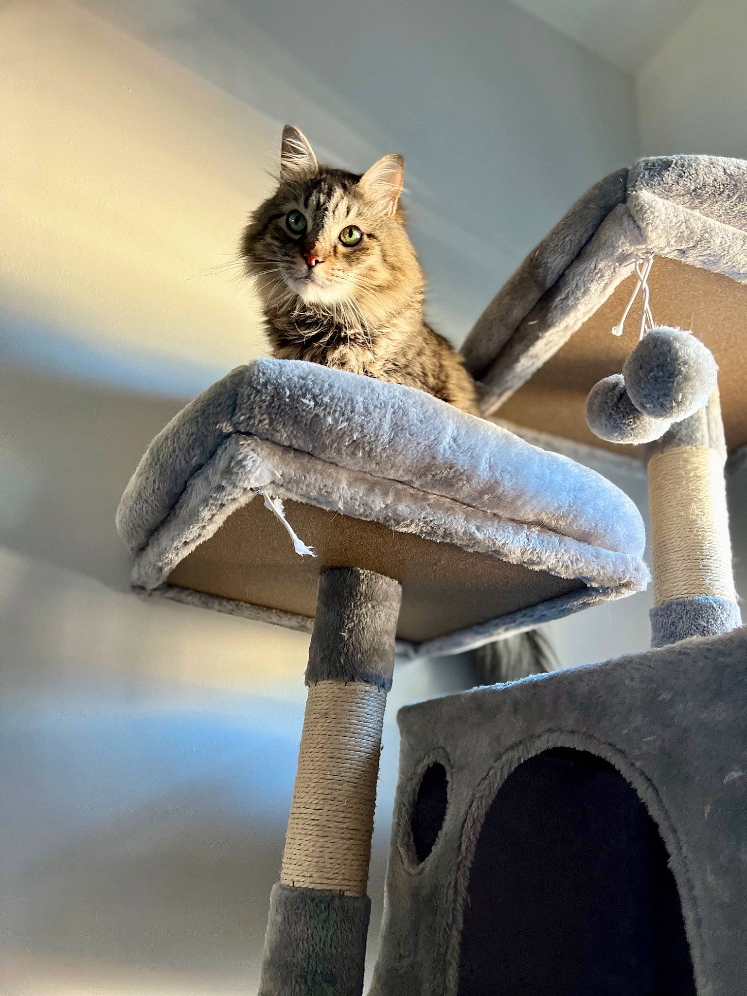 Henley joined the competition — help win amazing prizes! carnivore, cat, cat_supply, domestic_short_haired_cat, fawn, felidae, fur, house, metal, pet_supply, plant, small_to_medium_sized_cats, tail, trunk, twig, vertebrate, whiskers, wildlife, winter, wood