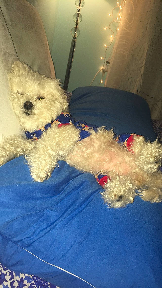 Lucy is registered to the contest to win money with this photo: canidae, carnivore, companion_dog, dog, dog_breed, dog_supply, electric_blue, fur, labradoodle, light, maltepoo, pet_supply, poodle, poodle_crossbreed, small_terrier, snout, sporting_group, terrier, toy_dog, working_animal