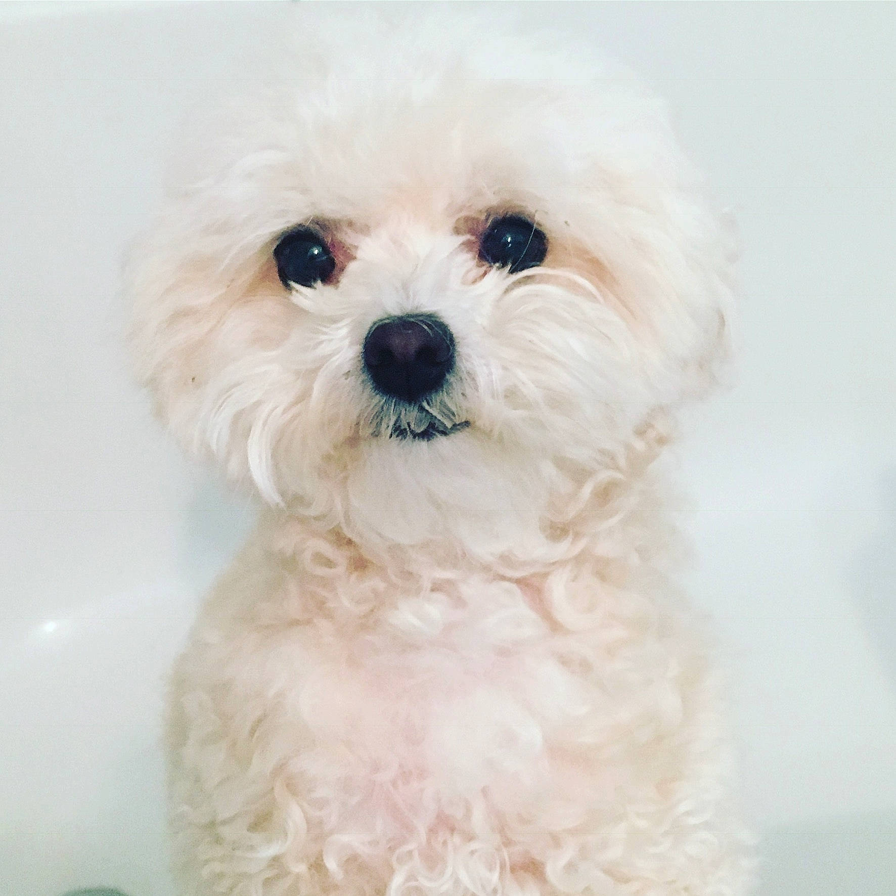 Lucy is registered to the contest to win money with this photo: canidae, carnivore, companion_dog, dog, dog_breed, fur, mal_shi, maltepoo, non_sporting_group, plant, poodle_crossbreed, shih_poo, small_terrier, snout, sporting_group, sunglasses, toy_dog, tree, water_dog, working_animal