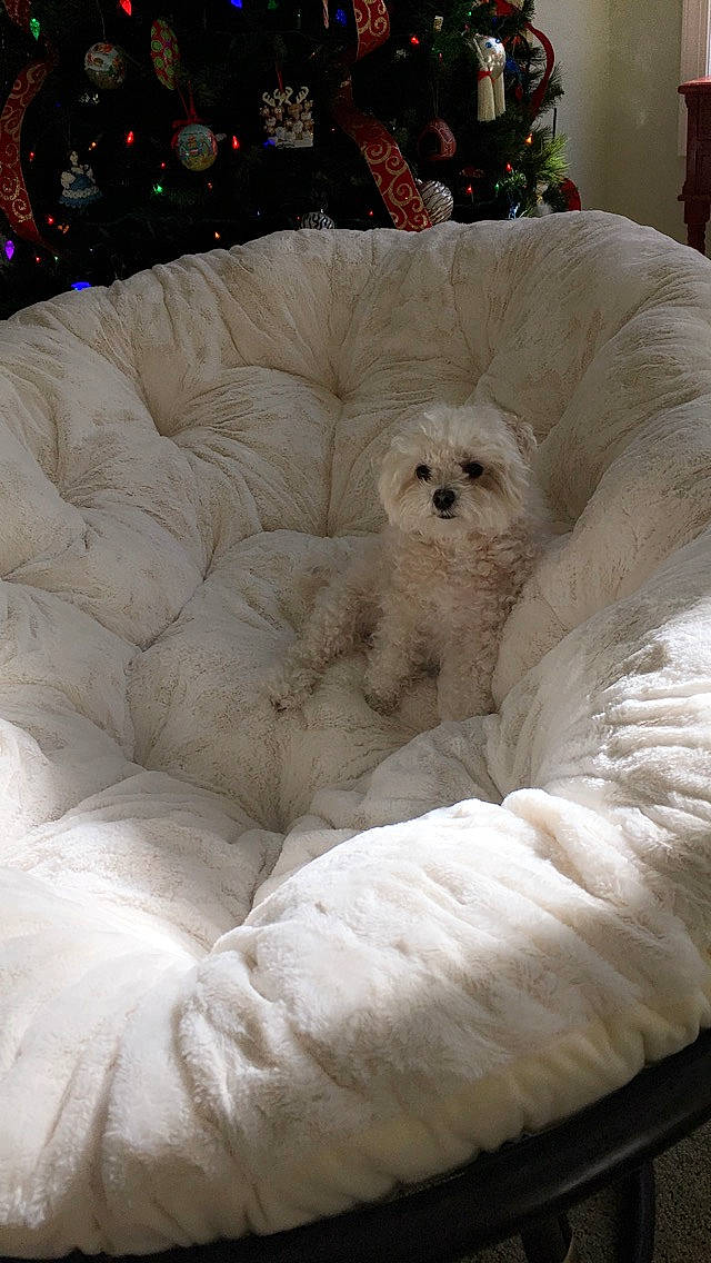 Lucy joined the competition — help win amazing prizes! carnivore, comfort, companion_dog, couch, dog, dog_breed, dog_supply, duvet, event, fur, green, holiday, linens, ornament, pet_supply, pillow, sporting_group, terrier, toy_dog, white