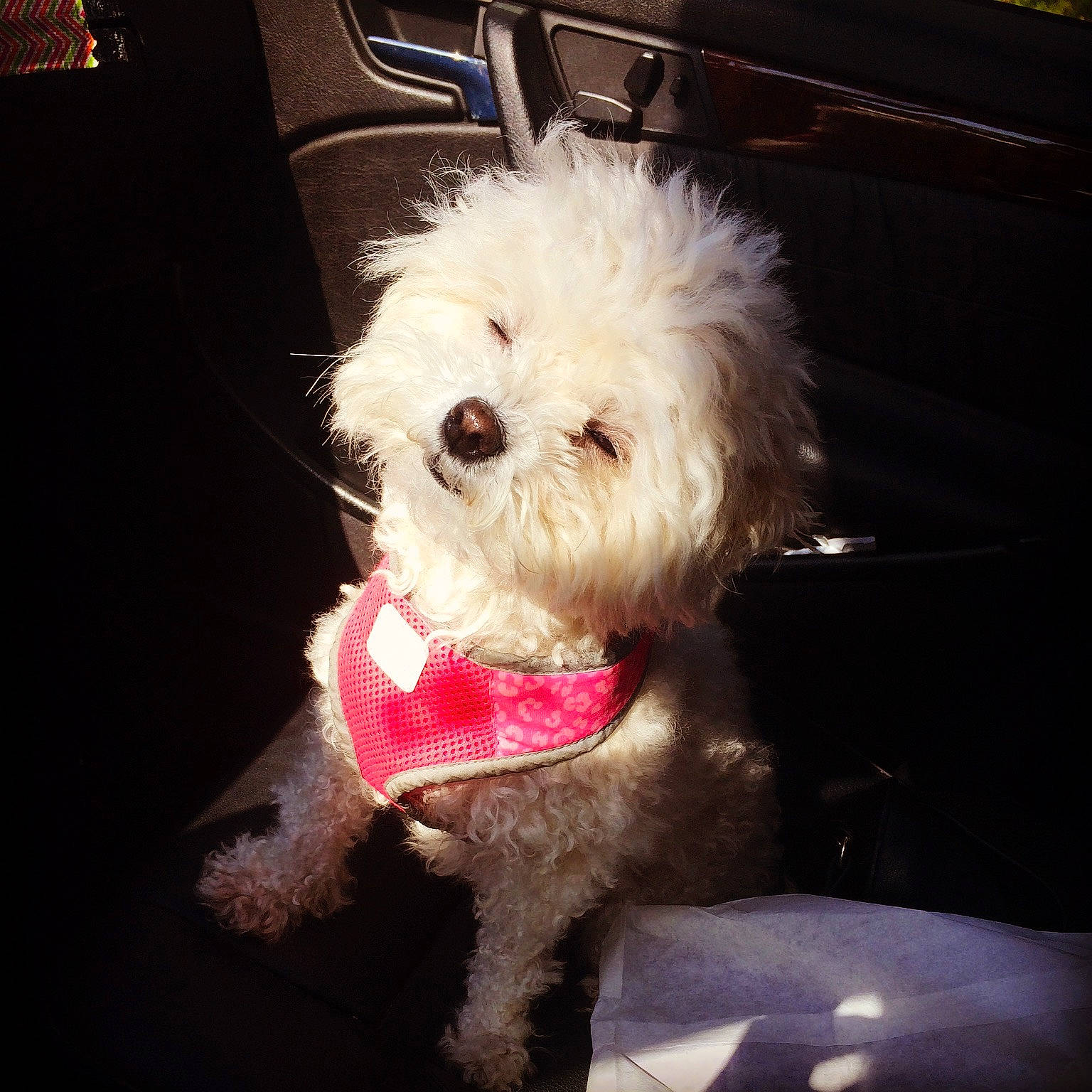 Lucy joined the competition — help win amazing prizes! bichon, bolognese, carnivore, companion_dog, dog, dog_breed, dog_collar, fur, labradoodle, maltepoo, poodle, poodle_crossbreed, puppy_love, shih_poo, small_terrier, terrier, toy_dog, water_dog, working_animal, yorkipoo