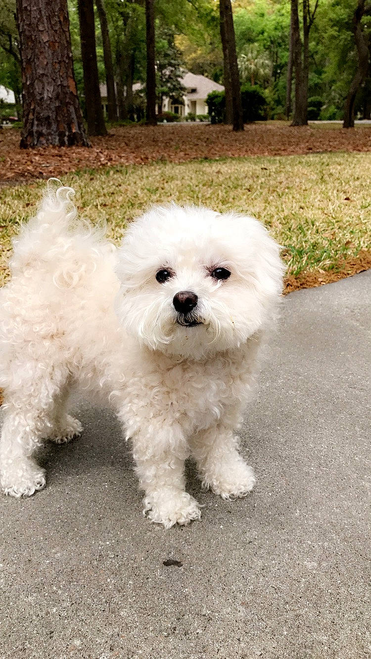 Lucy joined the competition — help win amazing prizes! canidae, carnivore, companion_dog, dog, dog_breed, grass, maltepoo, non_sporting_group, plant, poodle, poodle_crossbreed, small_terrier, snout, sporting_group, tail, terrier, toy_dog, tree, water_dog, working_animal