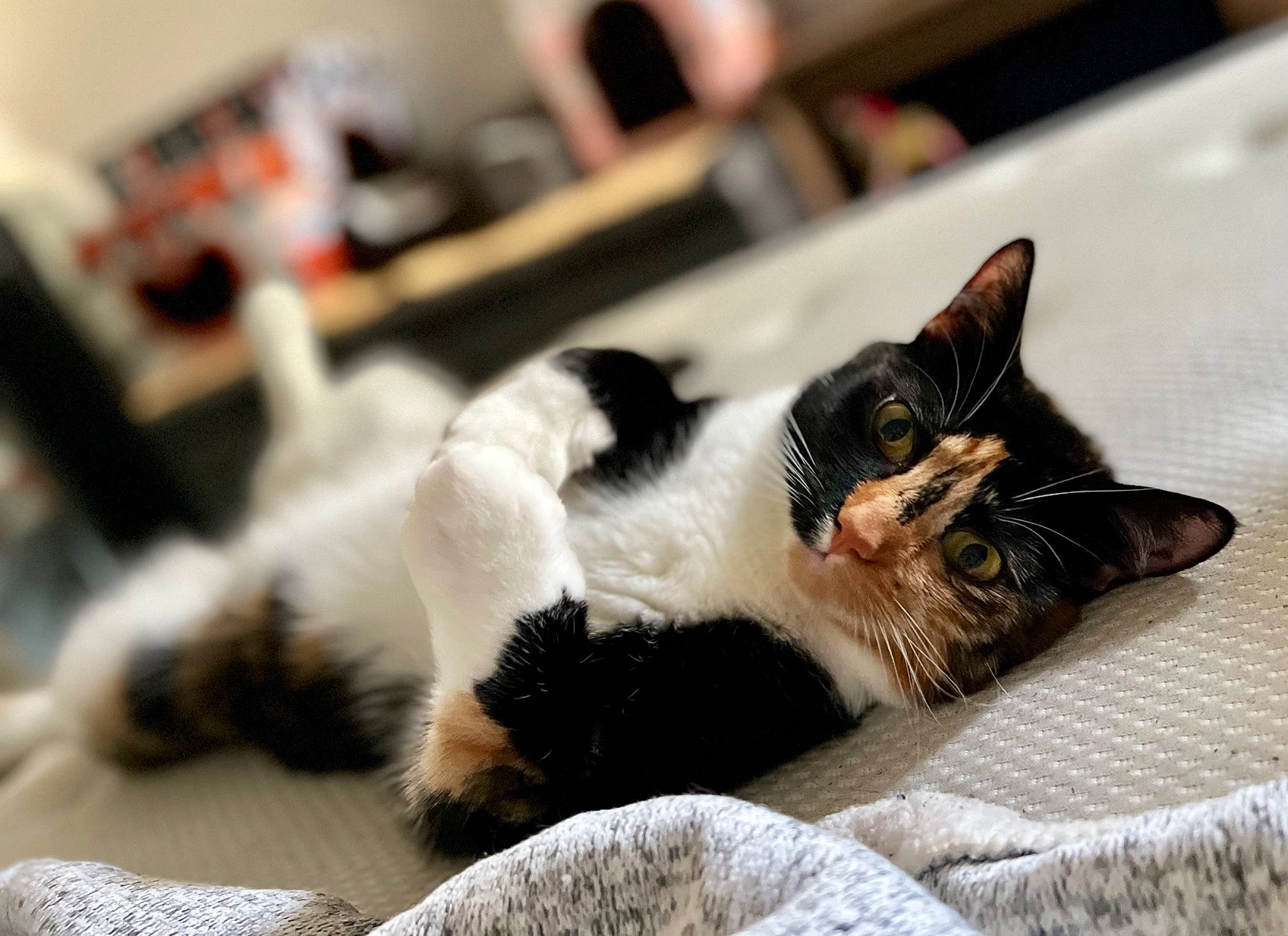 Kotina is registered to the contest to win money with this photo: carnivore, cat, cat_supply, claw, comfort, domestic_short_haired_cat, felidae, fur, nap, paw, small_to_medium_sized_cats, whiskers