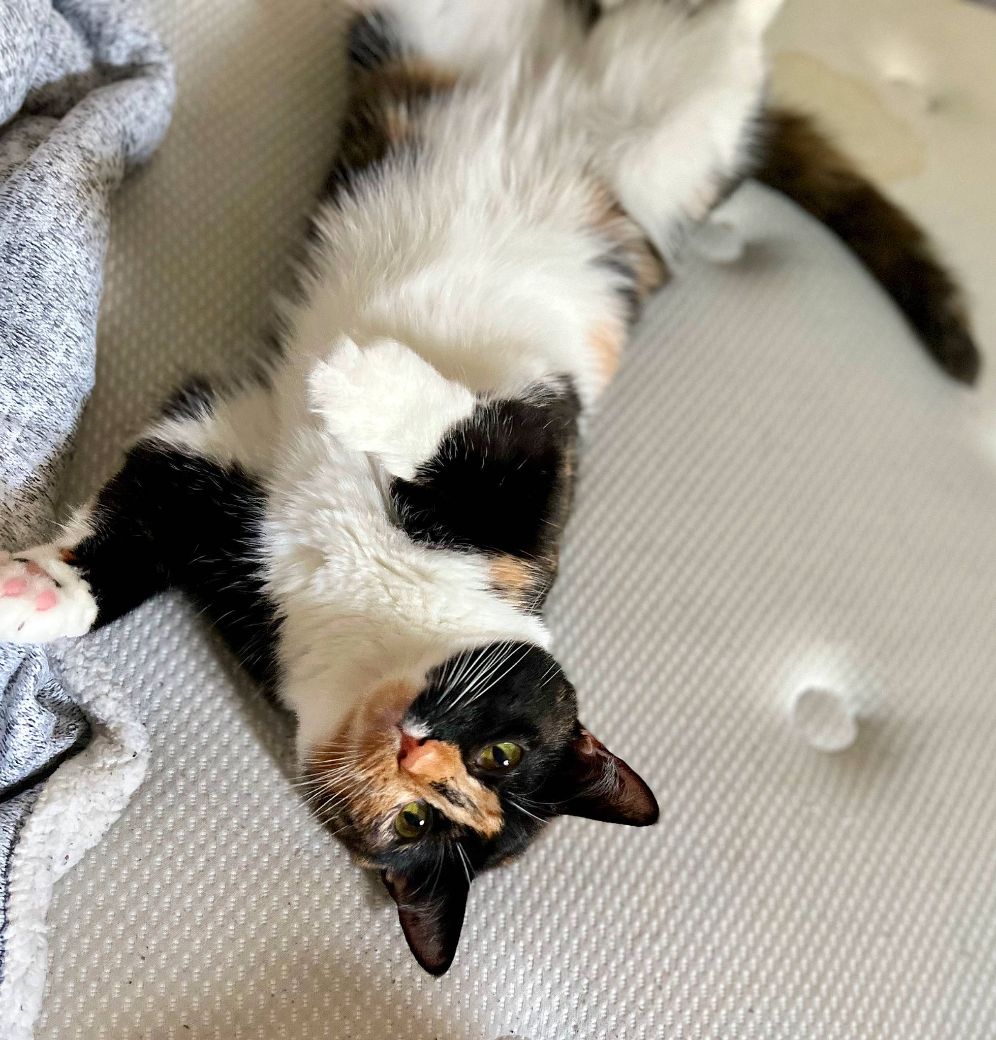 Kotina joined the competition — help win amazing prizes! carnivore, cat, claw, comfort, companion_dog, dog_breed, domestic_short_haired_cat, felidae, flooring, foot, fur, hardwood, nap, paw, small_to_medium_sized_cats, sporting_group, tail, terrestrial_animal, whiskers