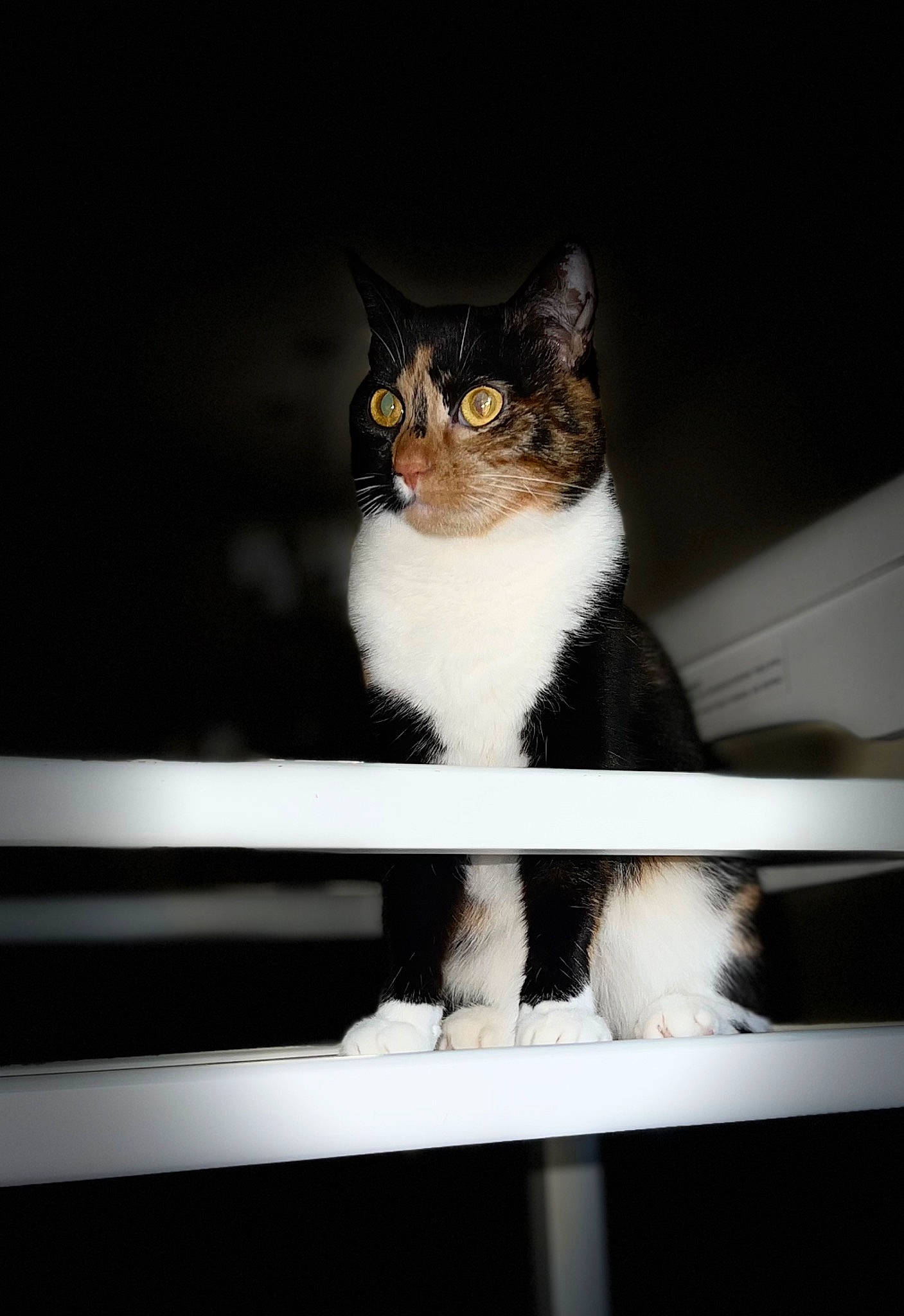 Kotina joined the competition — help win amazing prizes! carnivore, cat, darkness, domestic_short_haired_cat, felidae, formal_wear, fur, monochrome_photography, paw, small_to_medium_sized_cats, snout, tail, whiskers, window, windshield