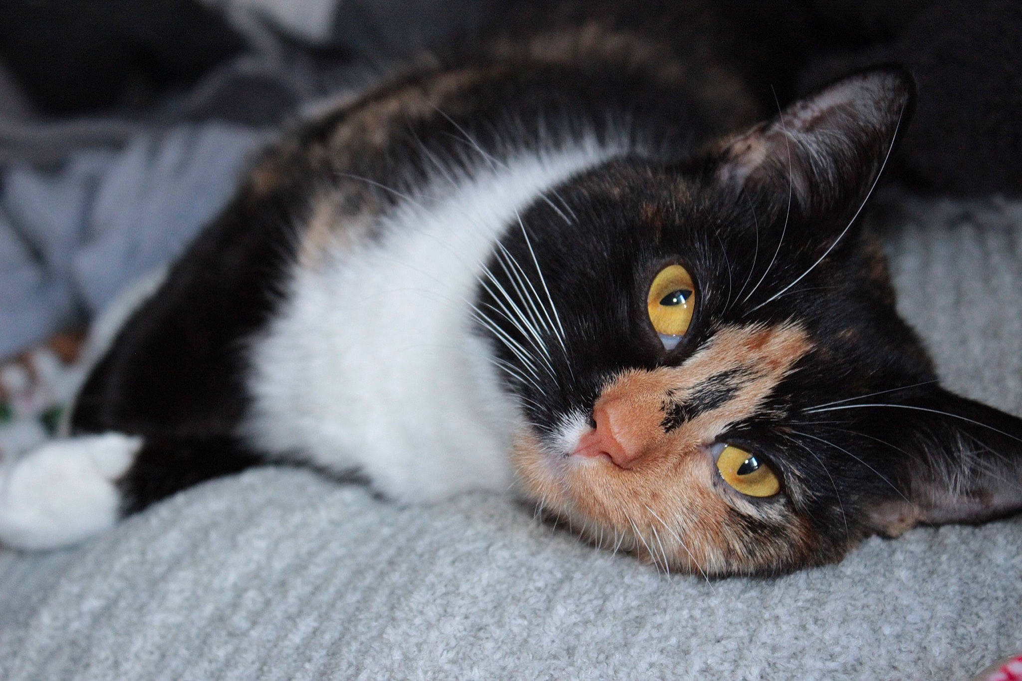 Kotina is registered to the contest to win money with this photo: carnivore, cat, claw, close_up, comfort, domestic_short_haired_cat, ear, felidae, fur, nap, paw, small_to_medium_sized_cats, snout, whiskers