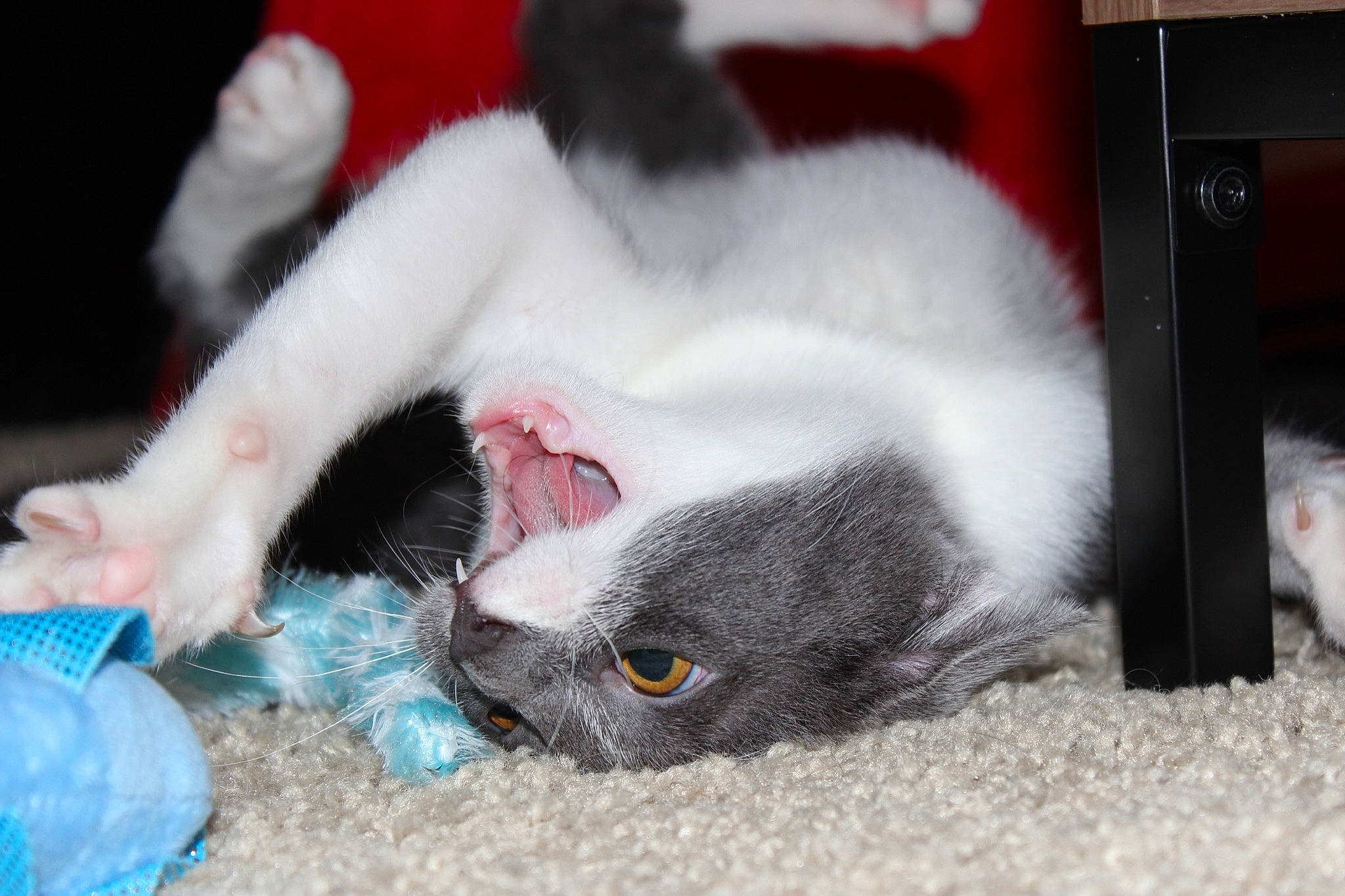 Peanut joined the competition — help win amazing prizes! canidae, carnivore, cat, claw, comfort, companion_dog, dog_breed, domestic_short_haired_cat, fawn, felidae, foot, fur, nail, nap, paw, photo_caption, small_to_medium_sized_cats, snout, tail, whiskers