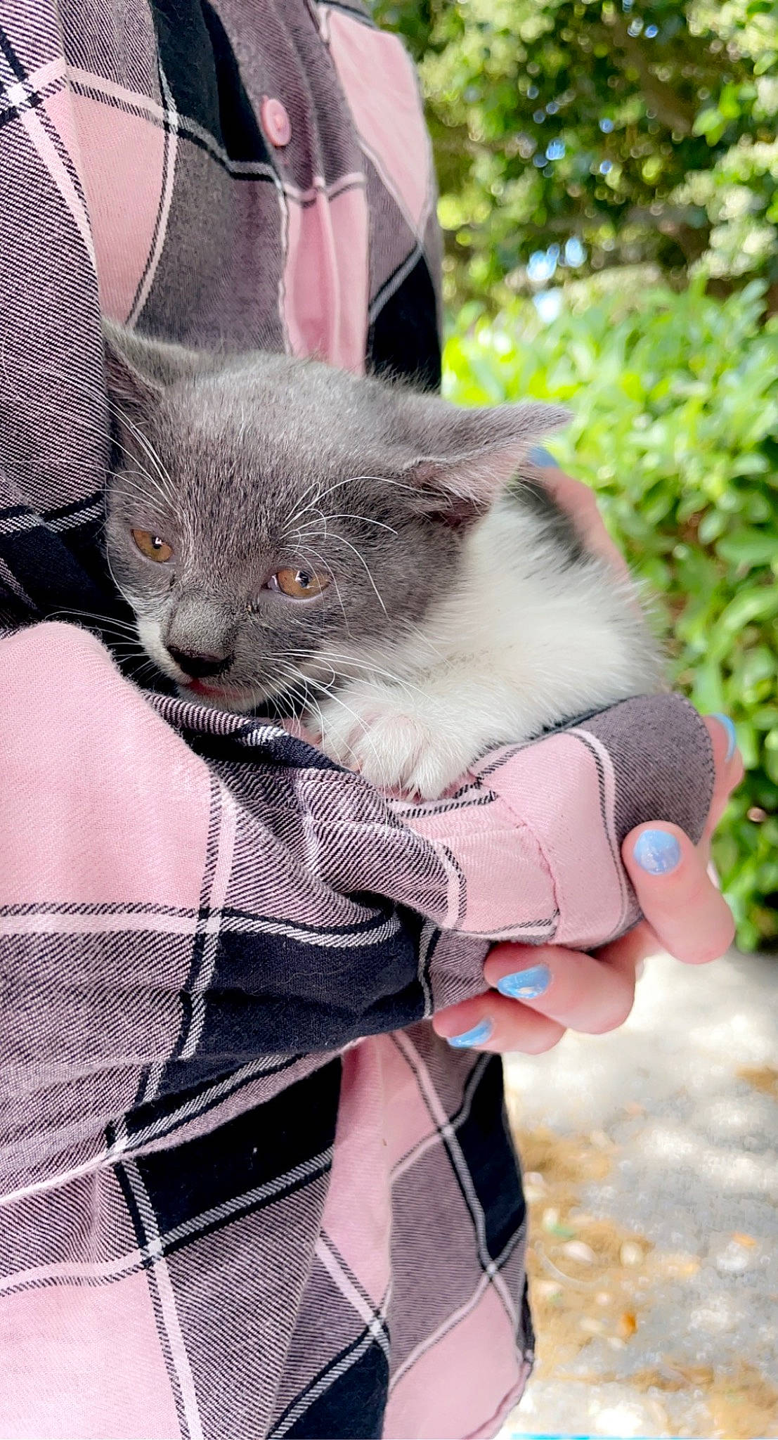 Peanut joined the competition — help win amazing prizes! bag, carnivore, cat, collar, comfort, domestic_short_haired_cat, fashion_accessory, fawn, felidae, fur, gesture, grass, grey, pattern, plant, small_to_medium_sized_cats, snout, tail, tree, whiskers