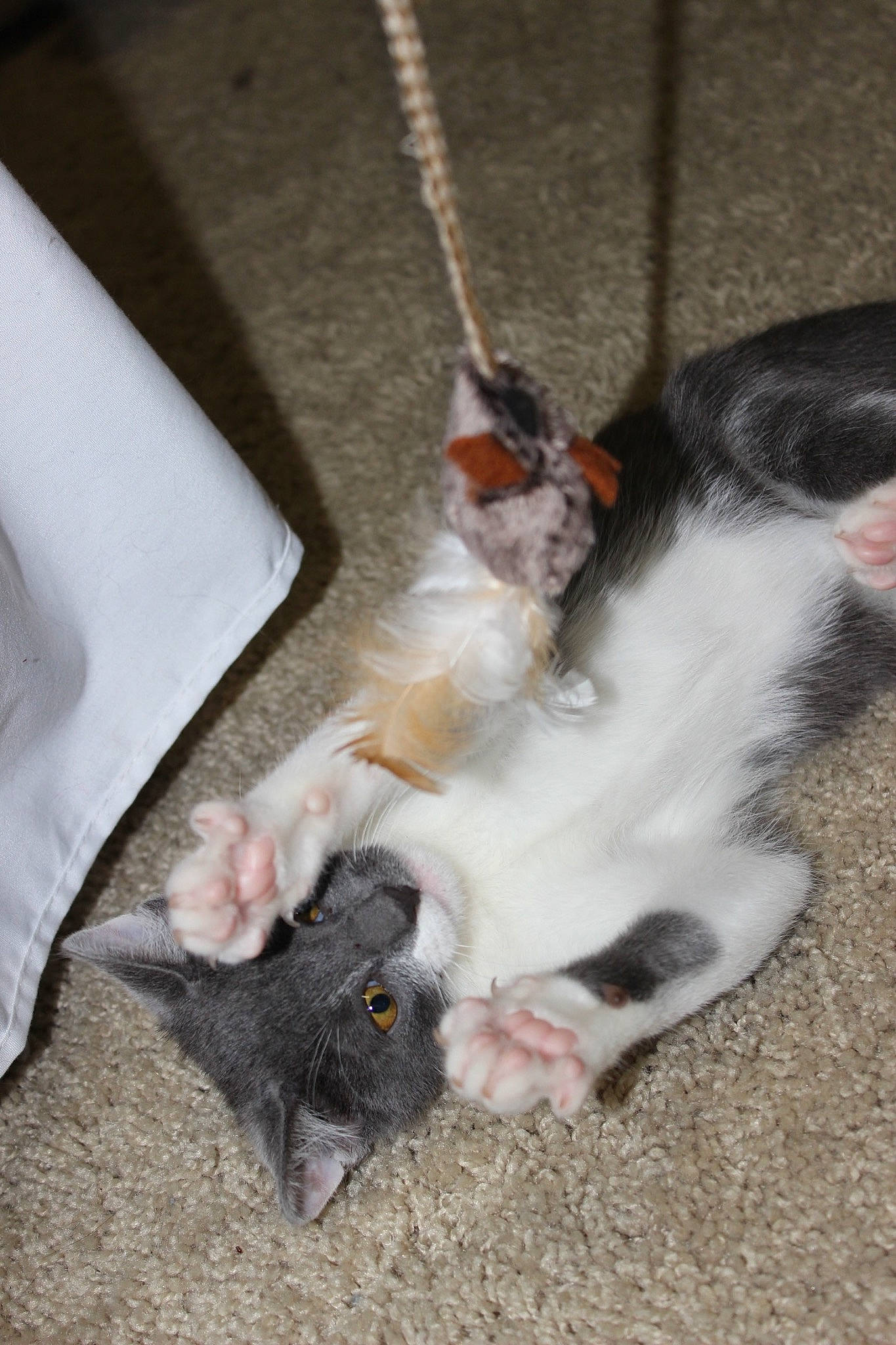 Peanut is registered to the contest to win money with this photo: carnivore, cat, cat_toy, claw, comfort, dog_breed, domestic_short_haired_cat, fawn, felidae, foot, fur, gesture, mammal, paw, rodent, small_to_medium_sized_cats, snout, tail, toe, whiskers