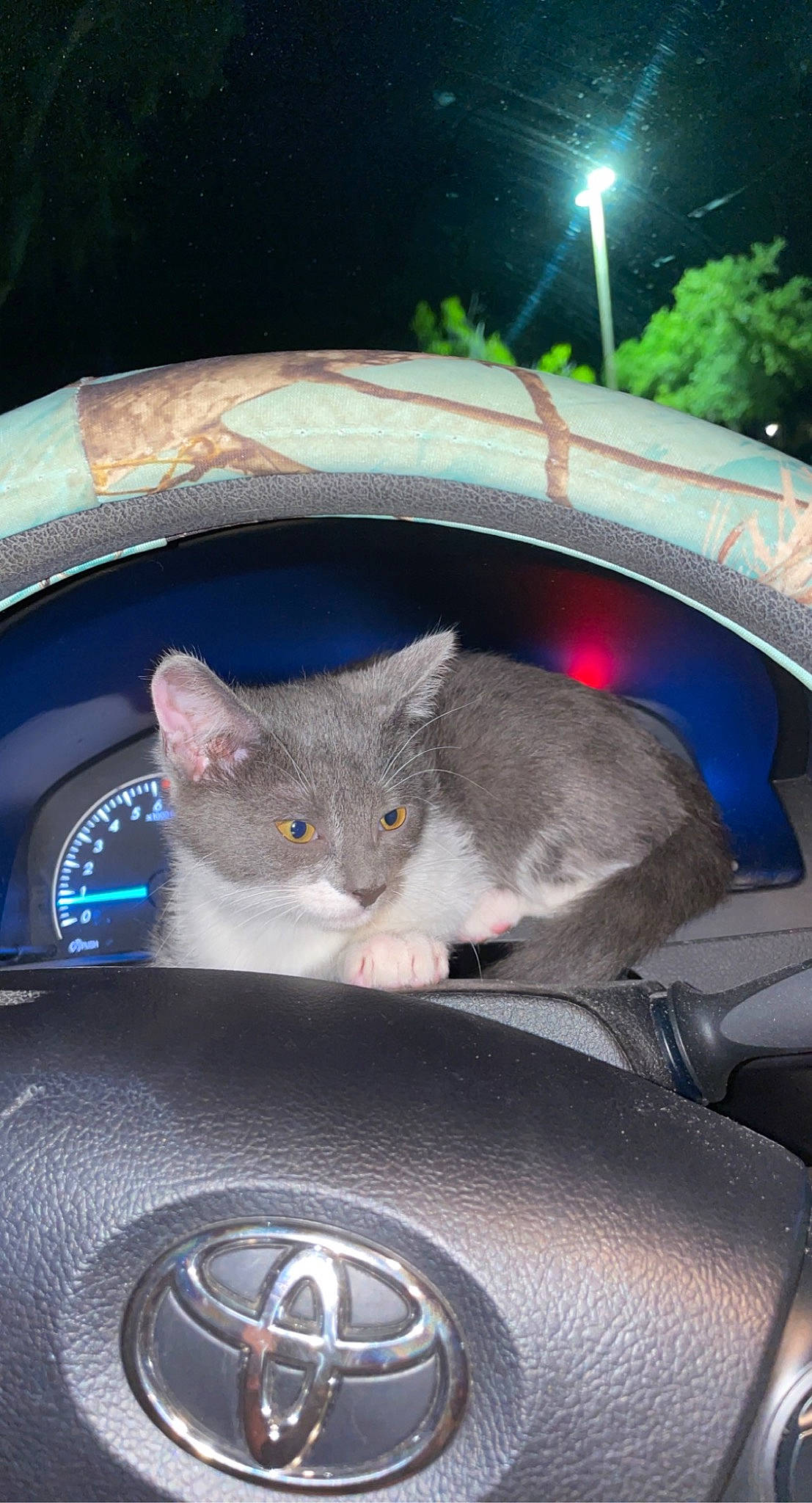 Peanut is registered to the contest to win money with this photo: auto_part, automotive_design, automotive_exterior, automotive_lighting, automotive_mirror, automotive_tire, car, carnivore, fawn, hood, light, motor_vehicle, personal_luxury_car, rim, steering_wheel, street_light, tree, vehicle, vehicle_door, wheel