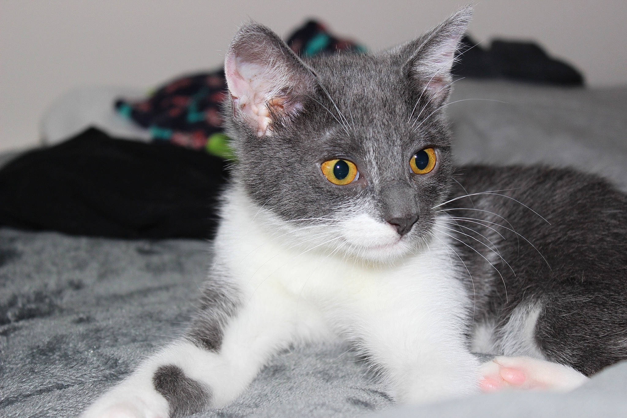 Peanut joined the competition — help win amazing prizes! carnivore, cat, domestic_short_haired_cat, ear, eye, felidae, fur, grey, paw, sitting, small_to_medium_sized_cats, snout, tail, terrestrial_animal, whiskers, window