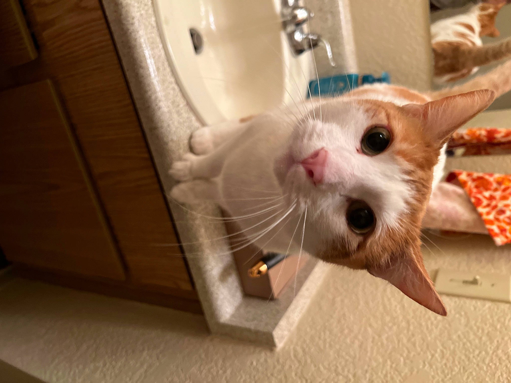 Cheese joined the competition — help win amazing prizes! carnivore, cat, claw, collar, domestic_short_haired_cat, fang, felidae, fur, paw, pet_supply, room, small_to_medium_sized_cats, snout, tail, whiskers