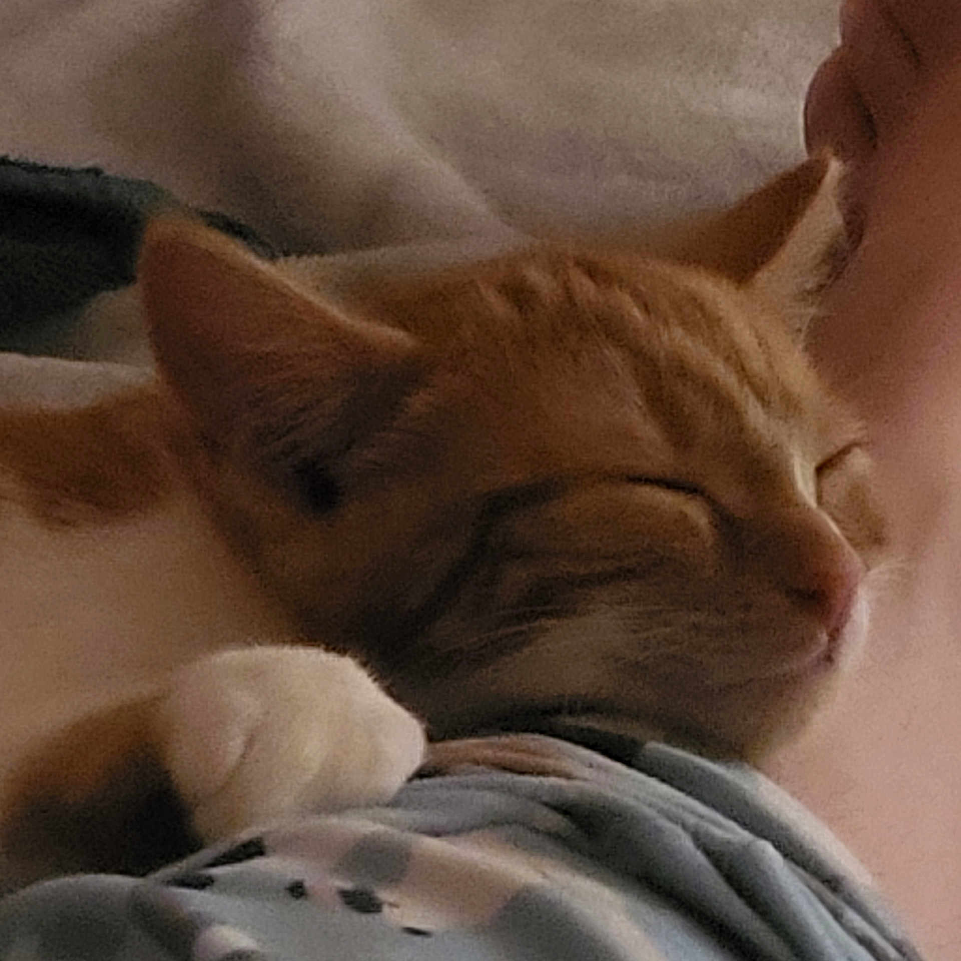 Simba joined the competition — help win amazing prizes! abyssinian, animal, bed, bedroom, blanket, bodypart, cat, citrusfruit, couch, ear, egyptiancat, furniture, indoors, kitten, manx, person, pet, room, siamese, sleeping