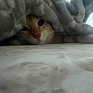 Ozzy is registered to the contest to win money with this photo: cat, blanket, cozy, curious, indoor, pet, feline, fur, whiskers, sleepy, bed, soft, closeup, hide, peek, resting, warm, cute, animal, comfort