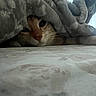 cat, blanket, cozy, curious, indoor, pet, feline, fur, whiskers, sleepy, bed, soft, closeup, hide, peek, resting, warm, cute, animal, comfort