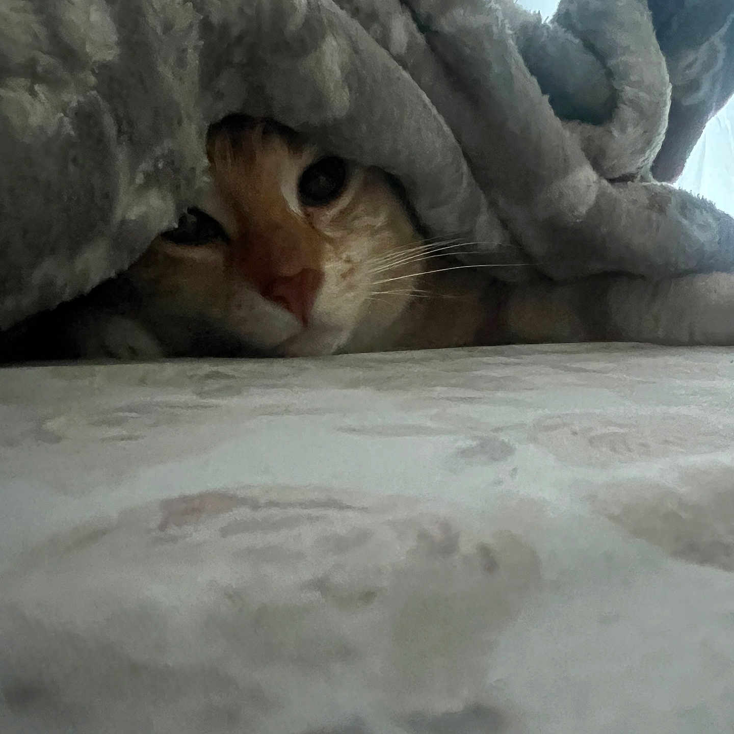 Ozzy is registered to the contest to win money with this photo: cat, blanket, cozy, curious, indoor, pet, feline, fur, whiskers, sleepy, bed, soft, closeup, hide, peek, resting, warm, cute, animal, comfort
