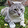 cat, gray_cat, blue_eyes, animal, pet, grass, flowers, daisies, outdoor, nature, stone_wall, brick_wall, greenery, whiskers, close_up, lying_down, cute, feline, garden, peaceful