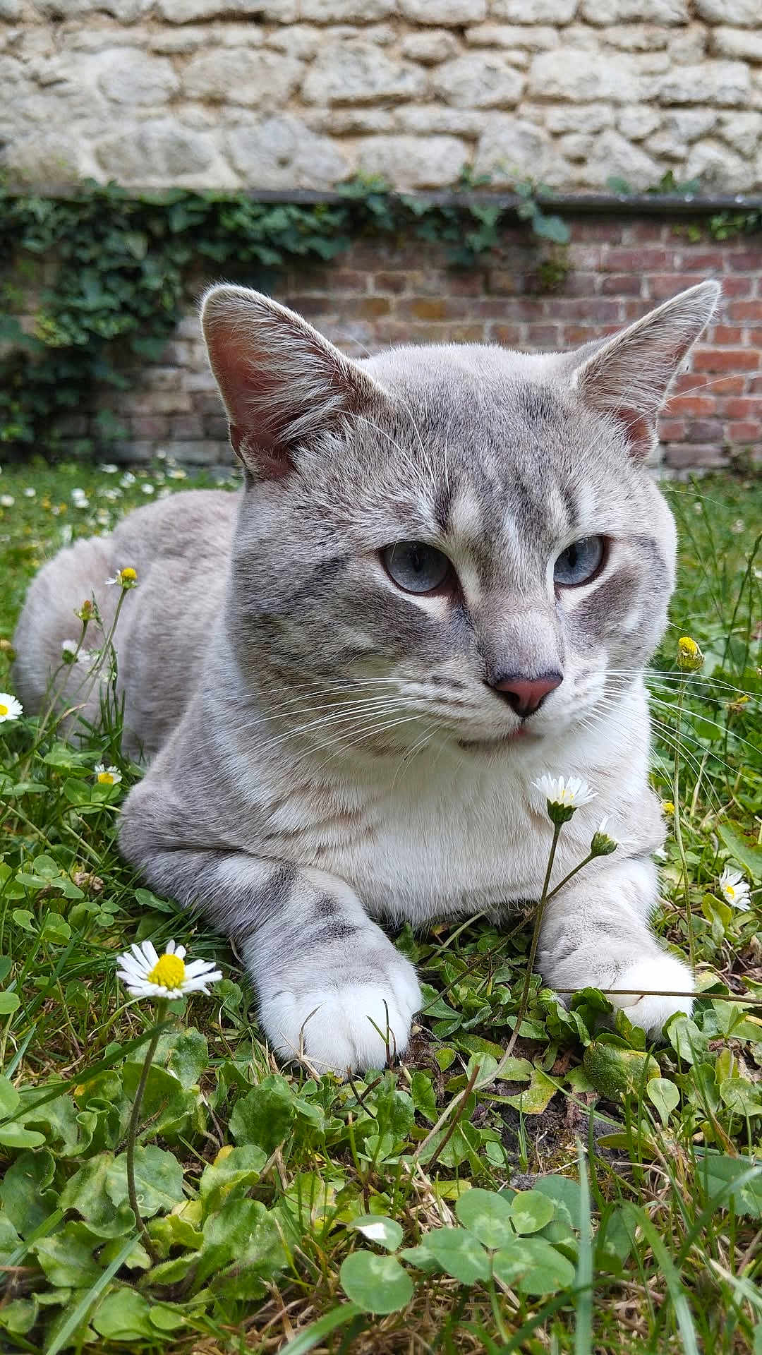 Gaby a rejoint le concours — aidez-le/la à gagner de superbes lots ! cat, gray_cat, blue_eyes, animal, pet, grass, flowers, daisies, outdoor, nature, stone_wall, brick_wall, greenery, whiskers, close_up, lying_down, cute, feline, garden, peaceful