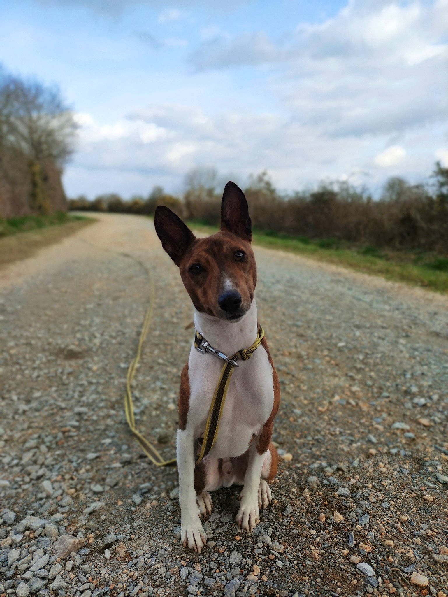 Nil participe au concours pour gagner de l'argent avec cette photo : adventure, canidae, carnivore, chihuahua, cloud, collar, companion_dog, dog, dog_breed, fawn, plant, road, road_surface, russkiy_toy, sky, snout, sporting_group, terrier, tree, working_animal