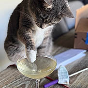 Rhoda joined the competition — help win amazing prizes! animal, cat, close_up, cocktail_glass, cord, curious, domestic_animal, drink, face_mask, feline, focus, glassware, gray_cat, indoor, paw, pet, playing, table, white_paw, wooden_table