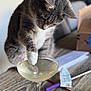 animal, cat, close_up, cocktail_glass, cord, curious, domestic_animal, drink, face_mask, feline, focus, glassware, gray_cat, indoor, paw, pet, playing, table, white_paw, wooden_table