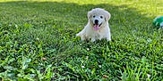 Budderball is registered to the contest to win money with this photo: animal, cute, daytime, dog, field, fluffy, grass, greenery, happy, nature, outdoor, park, pet, playful, puppy, smiling, summer, sunlight, tongue_out, young