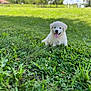 animal, cute, daytime, dog, field, fluffy, grass, greenery, happy, nature, outdoor, park, pet, playful, puppy, smiling, summer, sunlight, tongue_out, young