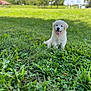 Budderball joined the competition — help win amazing prizes! adorable, animal, blurred_background, canine, cute, dog, field, fluffy, grass, greenery, happy, nature, outdoor, pet, playful, puppy, summer, sunny, tongue_out, young
