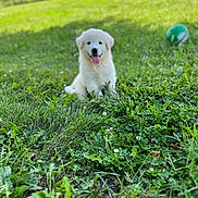 Budderball is registered to the contest to win money with this photo: animal, ball, cute, dog, field, fluffy, grass, greenery, happy, nature, outdoor, park, pet, playful, puppy, sitting, summer, sunlight, tongue_out, young