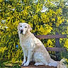 dog, golden_retriever, bench, flower_bush, yellow_flowers, outdoor, sunlight, grass, nature, pet, animal, sitting, fur, leaf, tree, daylight, park, calm, serene, wood