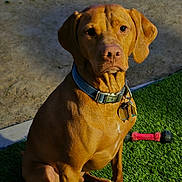 Agador joined the competition — help win amazing prizes! animal, brown_dog, canine, chew_toy, collar, dog, dog_tags, ears, focused, grass, ground, nature, nose, outdoor, paw, pet, shadow, sitting, sunlight, toy