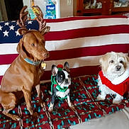 Agador Ripley Gizmo joined the competition — help win amazing prizes! american_flag, animal, blanket, brown_dog, christmas, costume, couch, cute, dog, elf_costume, festive, fur, holiday, indoor, pet, reindeer_antlers, santa_costume, sitting, small_dog, white_dog