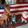 american_flag, animal, blanket, brown_dog, christmas, costume, couch, cute, dog, elf_costume, festive, fur, holiday, indoor, pet, reindeer_antlers, santa_costume, sitting, small_dog, white_dog