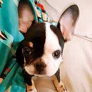 Ripley joined the competition — help win amazing prizes! puppy, dog, close_up, black_and_white, large_ears, couch, blanket, indoor, pet, cute, animal, young_dog, fur, sitting, front_paws, small_dog, companion, domestic_animal, blurred, indoor_lighting