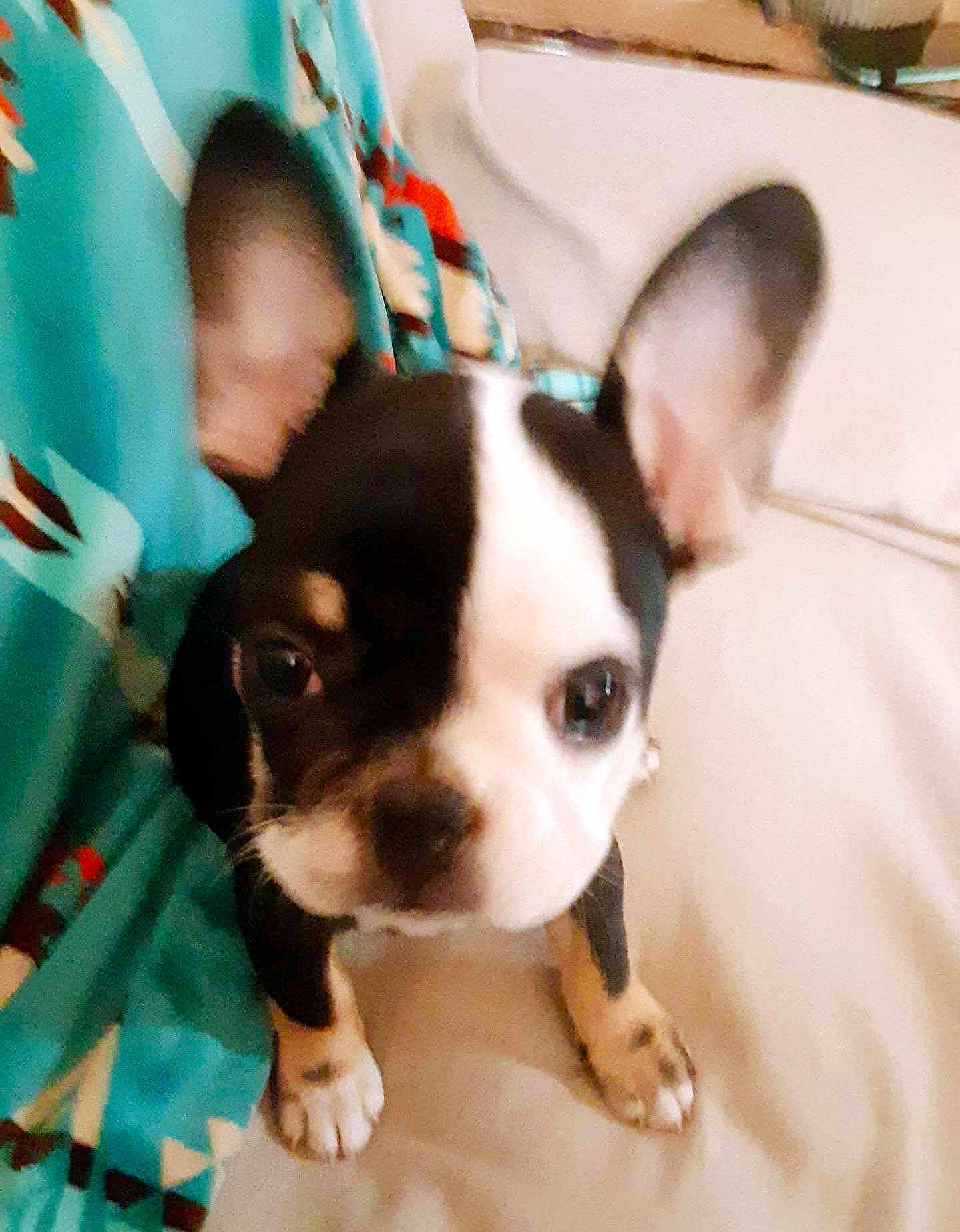 Ripley