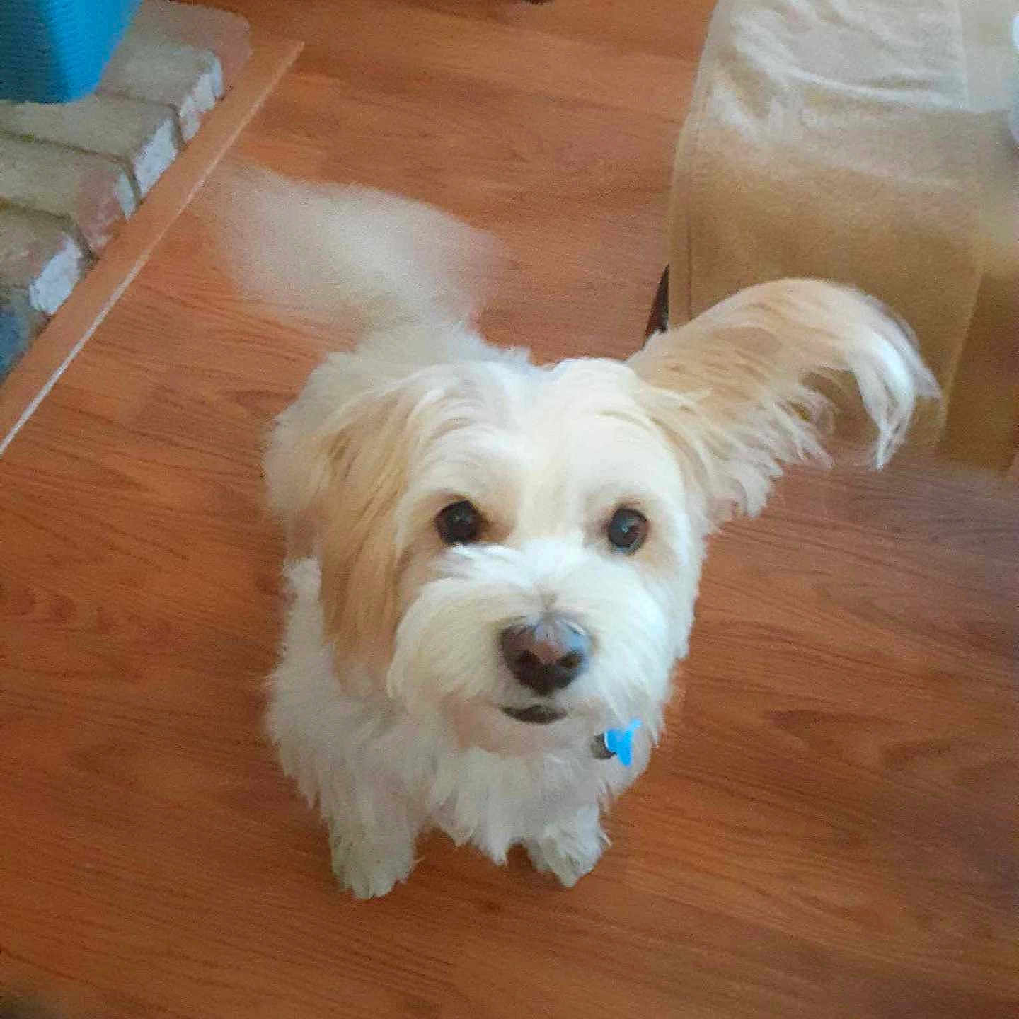 Gizmo is registered to the contest to win money with this photo: adorable, animal, collar, companion, cozy, cute, dog, domestic, ear_flop, fluffy, friendly, furniture, home, indoor, looking_up, pet, small_dog, tail_wagging, white_dog, wooden_floor