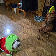 Gizmo joined the competition — help win amazing prizes! animal, brown_dog, canine, costume, dog, domestic, flooring, furniture, headwear, holiday_outfit, household_items, indoor, large_dog, pet, pet_clothing, playful, room, small_dog, white_dog, wooden_floor