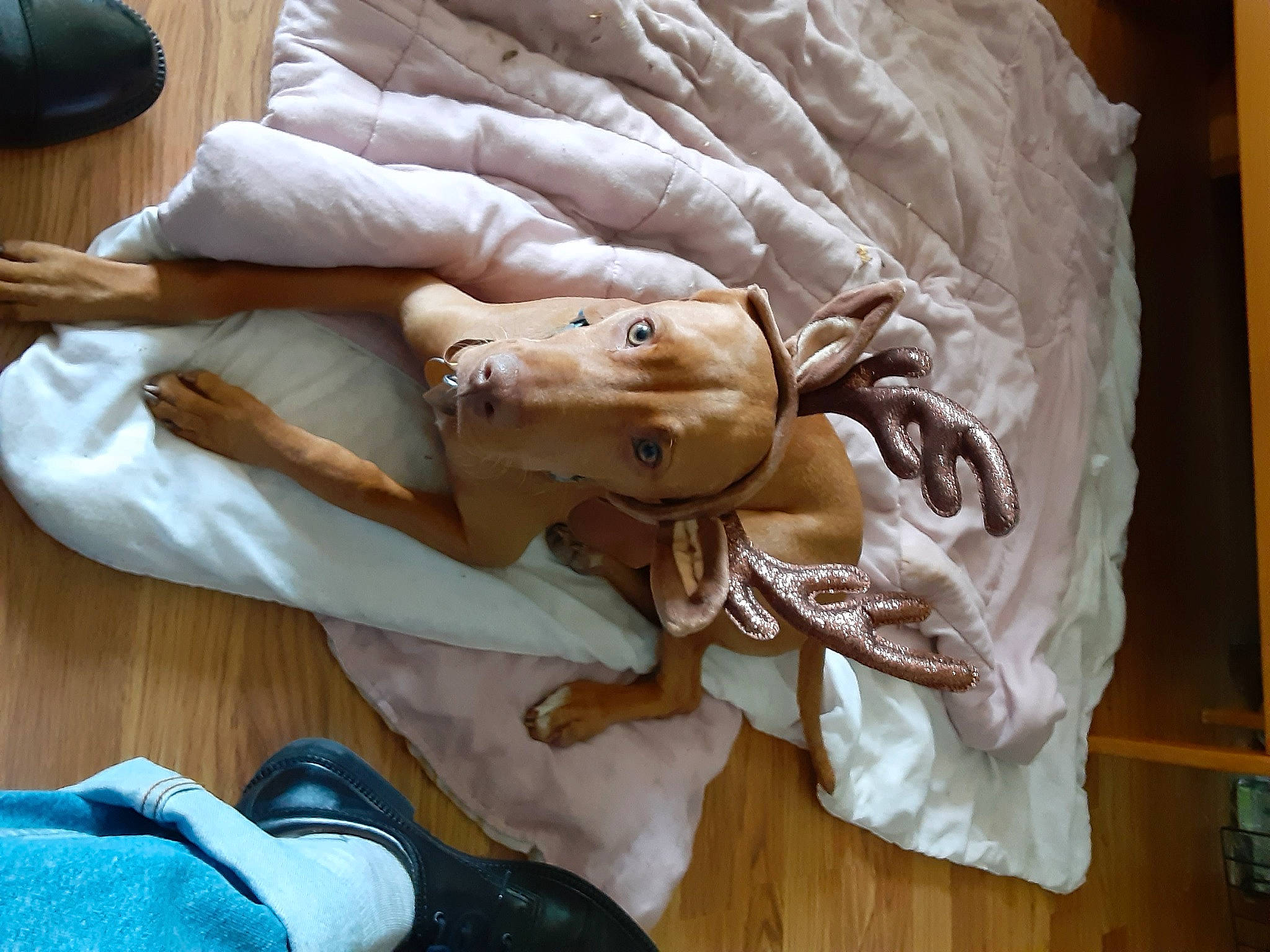 Agador is registered to the contest to win money with this photo: abdomen, bed, bed_sheet, bedding, blanket, child, comfort, denim, fawn, flooring, fur, gesture, hardwood, human_leg, linens, nap, room, sitting, thigh, wood