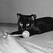 Toothless is registered to the contest to win money with this photo: black_cat, cat, pet, animal, indoor, bed, toy, playful, feline, whiskers, ears, eyes, fur, crouching, focused, monochrome, shadow, texture, cozy, resting