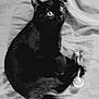 Toothless is registered to the contest to win money with this photo: animal, bed, black_and_white, black_cat, cat, close_up, cute, domestic_cat, eyes, feline, fur, indoor, looking_up, paw, pet, playful, relaxed, texture, toy, whiskers