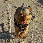 Echo joined the competition — help win amazing prizes! dog, yorkshire_terrier, small_dog, beach, sand, outdoor, portrait, standing, tongue_out, fluffy_fur, long_hair, harness, pet, animal, sunlight, shadow, seaside, playful, cute, photography